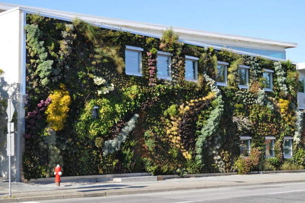 گیاهان دیواره سبز